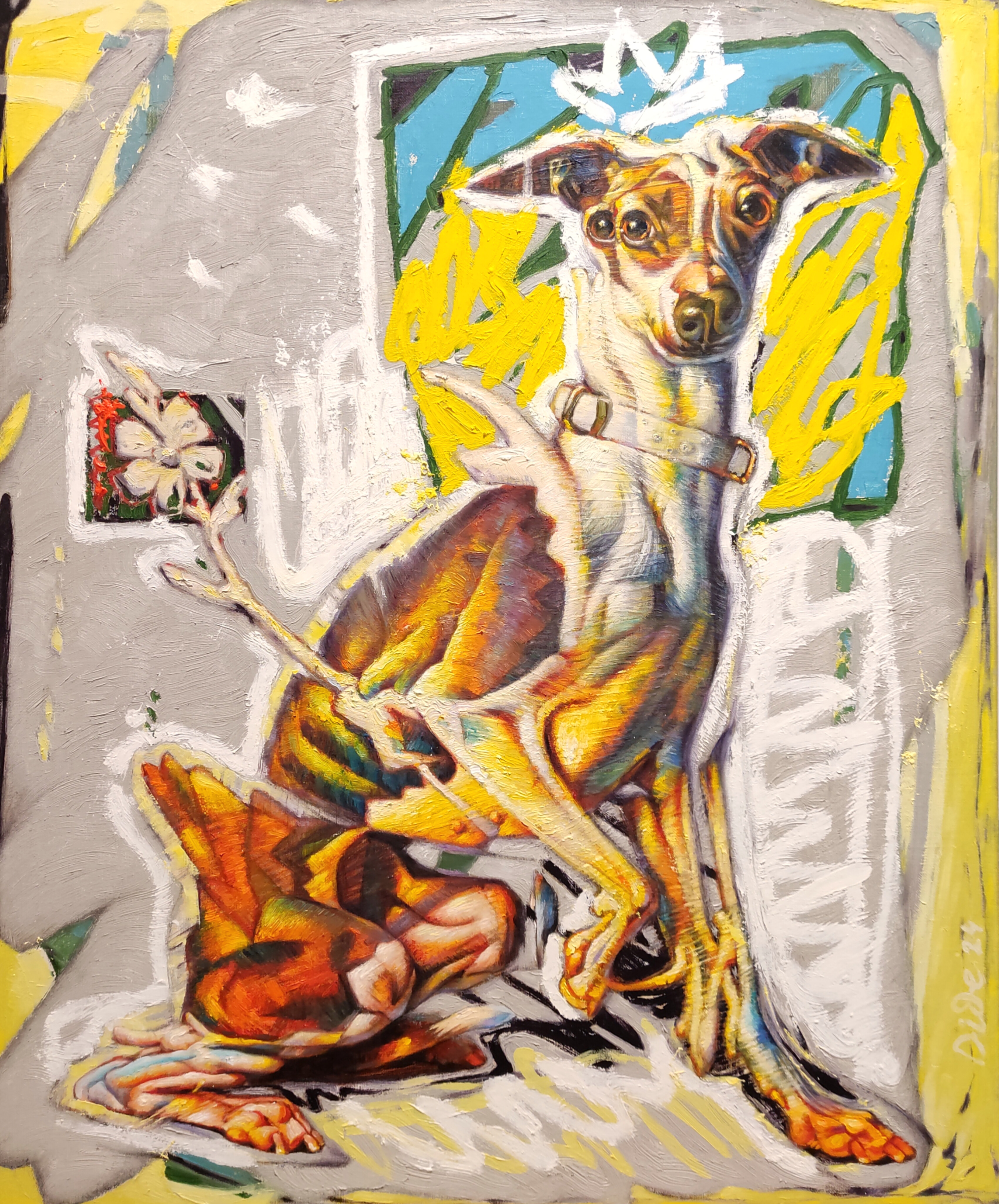 Italian Greyhound